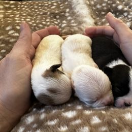 Chihuahua and Labrador Retriever Puppies from Gold Country Chihuahuas