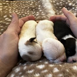 Chihuahua and Labrador Retriever Puppies from Gold Country Chihuahuas
