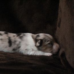 Miniature Australian Shepherd Puppies from Rolling Oaks Farm