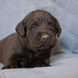 Purple Collar - Labrador Retriever puppy in North Carolina from Conoho Creek Kennels