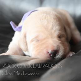 Female 3 Violet - Yellow female Labrador Retriever puppy in Pasco, Washington from ROCK CREEK LABRADORS Pasco, WA