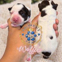 Waffles - Parti female Miniature Schnauzer puppy in Dorr, Michigan from Enchanted Paws
