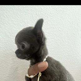 Faith - Blue female Chihuahua puppy in Burleson, Texas from Tiny Diiamond Chihuahua