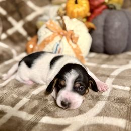 Tommy - Piebald male Dachshund puppy in Deming, New Mexico from FoxieDoxies of New Mexico