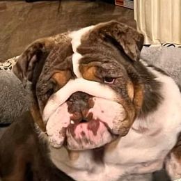 Shortcake - Bulldog