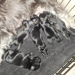 Miniature Schnauzer Puppies from Byrd's House