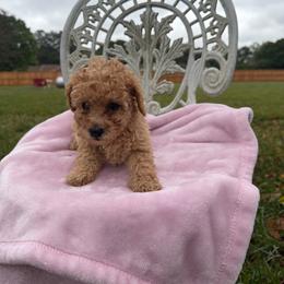 Sofia - Apricot female Poodle puppy in Apex, North Carolina from Happy puppies
