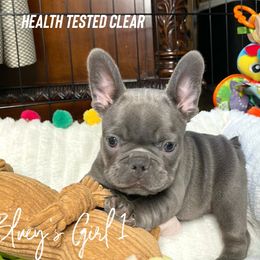 French Bulldog Puppies from Dreampups