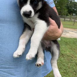 Siberian Husky Puppies from Hargaden Huskies