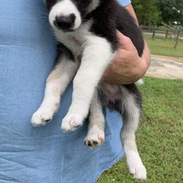 Siberian Husky Puppies from Hargaden Huskies