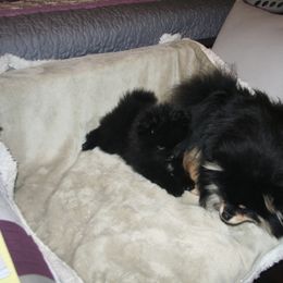 Pomeranian Puppies from Pitter Patter Pomeranian Palace