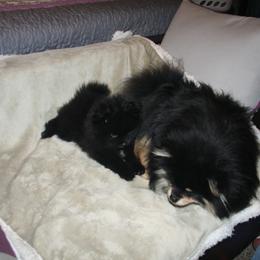 Pomeranian Puppies from Pitter Patter Pomeranian Palace