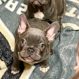 French Bulldogs from Ashley's Frenchies