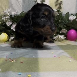 Black and tan Girl - Black and tan female Dachshund puppy in Alice, Texas from Crimson’s longhair Dachshunds