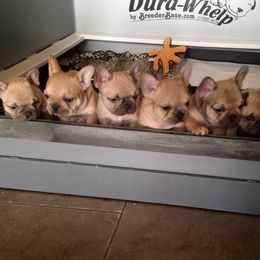 French Bulldog Puppies from Golden Oak Gypsy