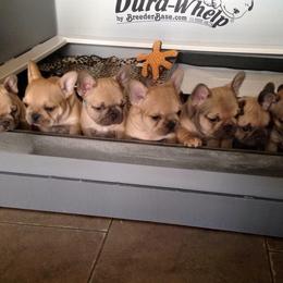 French Bulldog Puppies from Golden Oak Gypsy