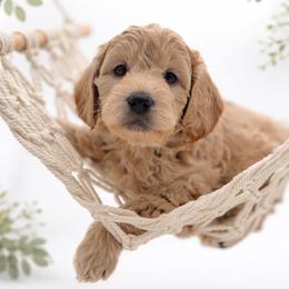 Green - Apricot male Goldendoodle puppy in Byron, Georgia from Southern Olive Doodles 🫒