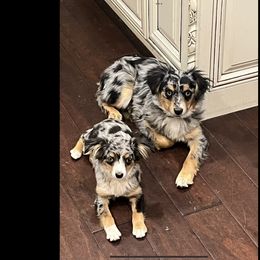 Low - Toy Australian Shepherd