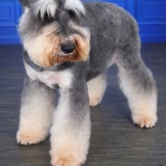 Valera - Miniature Schnauzer