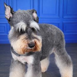 Valera - Miniature Schnauzer