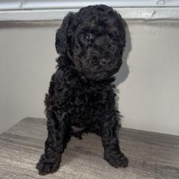 Green collar girl - Black female Poodle puppy in Valdosta, Georgia from Posh Poodles