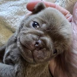 Lilac male - Black male Pug puppy in Kernersville, North Carolina from Royal House of Pugs