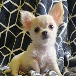 Baby - Cream and white male Chihuahua puppy in Springfield, Missouri from Casadelopez Tails