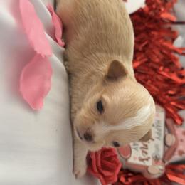 Casanova - Fawn male Chihuahua puppy in Austin, Indiana from Dog Bones N Harmony