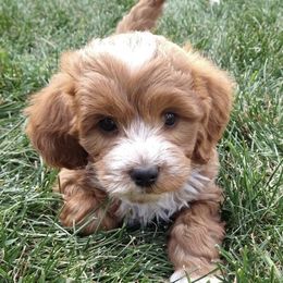 Ace - Goldendoodle