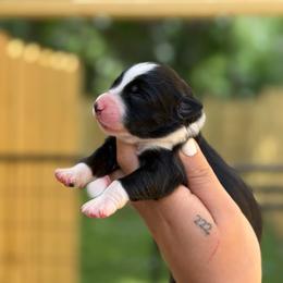 Ravena AKC - Black tri-color female Australian Shepherd puppy in Polk City, Florida from Skaky Shepherds