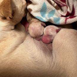 Chihuahua Puppies from Little Family Paws