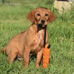 Orange - Dark golden male Golden Retriever puppy in Gober, Texas from Trigger Time Kennels