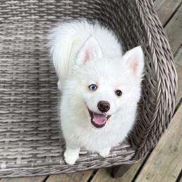 Aster - White male Pomsky puppy in Winchendon, Massachusetts from Mountain View Pomskies