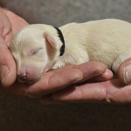 Black collar male - Cream male Dachshund puppy in Trade, Tennessee from TN Miniature Dachshunds & Basset Hounds
