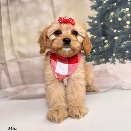 Mia - Apricot female Cavapoo puppy in Pocasset, Massachusetts from Mini Goldendoodles of Cape Cod