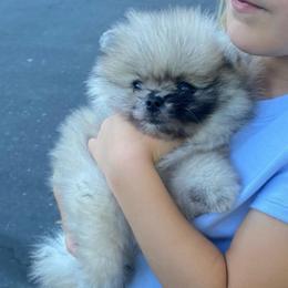 Oso - Cream sable male Pomeranian puppy in Citrus Heights, California from Yev and Marina's Pomeranians (AKC)
