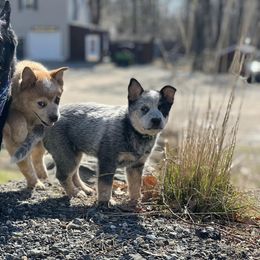 Australian Cattle Dog Puppies from Fox Hill Cattle Dogs