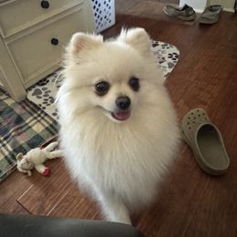 Phoebe - Pomeranian