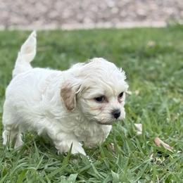 Bichon Frise, Shichon, and Shih Tzu Puppies from Teddy Bears of Arizona