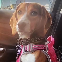 Sinnamon - Beagle