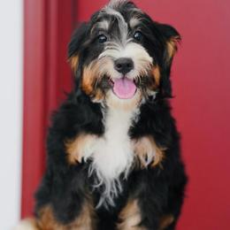 Andi - Tri-color female Bernedoodle puppy in Dundee, Ohio from Down Home Doodle