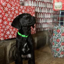 Ben - Black male Labrador Retriever puppy in Alger, Ohio from Osborne Family Retrievers