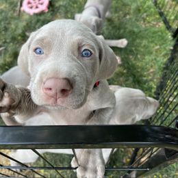 "Pepper" Weimaraner Puppies from Baird Weims - AKC registered