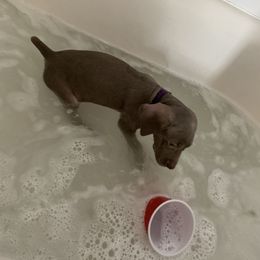 Weimaraner Puppies from Golden Hill’s Weimaraner’s