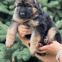 German Shepherd Puppies from Zwinger vom Schneider Wald