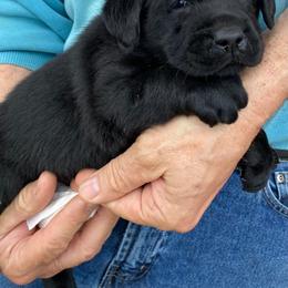 Labrador Retriever Puppies from New England Premier English Labradors