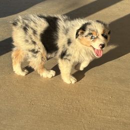 Australian Shepherd Puppies from Copper Sky Aussies of the Cental Coast