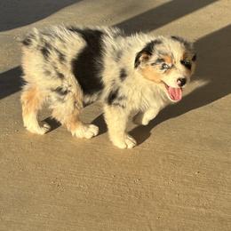 Australian Shepherd Puppies from Copper Sky Aussies of the Cental Coast
