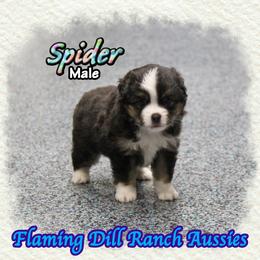 Spider - Black tri male Toy Australian Shepherd puppy in Forestburg, Texas from Flaming Dill Ranch Aussies