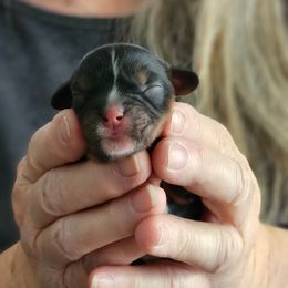 Katherine - Black and tan female Cavalier King Charles Spaniel puppy in Waterloo, Iowa from Muddy Paws Cavaliers